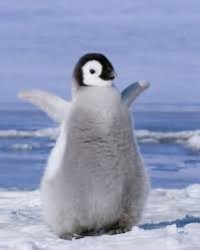 PenguinStrut Meme Template