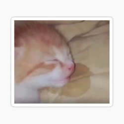 Eepy kitten Meme Template