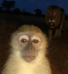 Monkey is cooked Meme Template