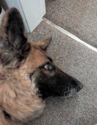 Sad dog Meme Template
