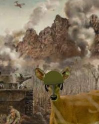 1000 deer stare Meme Template