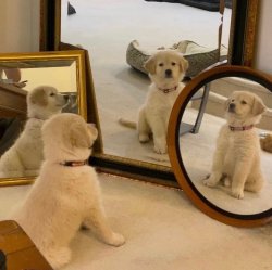 Dog in front of mirrors Meme Template