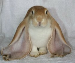 bunny w big ears Meme Template