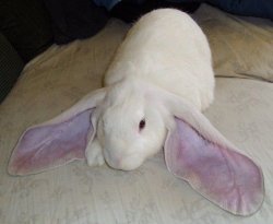 bunny with big ears Meme Template
