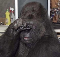 Funny gorilla Meme Template