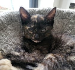 Sterm Kitten Meme Template