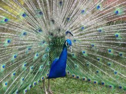 Male and female peacocks Meme Template