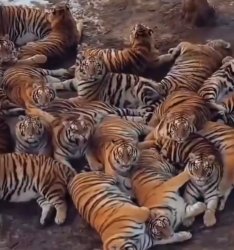 Tigers Meme Template