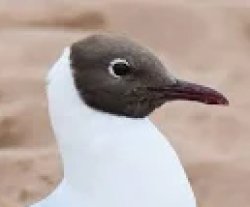 Black Gull Head. Meme Template