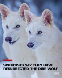 dire wolf Meme Template