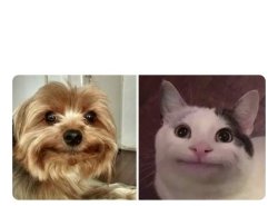 dog cat awkward stare Meme Template