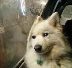 Sad dog Meme Template