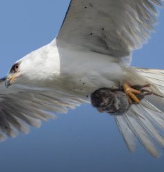 Bird of prey with terrified rodent Meme Template
