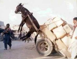 donkey heavy cart Meme Template