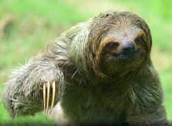 Creepy Sloth Meme Template