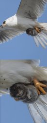 Caught by Bird Meme Template