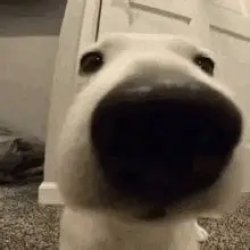 I hired this dog Meme Template