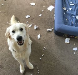Homework dog Meme Template