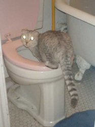 Toilet Fold Meme Template