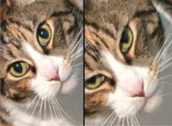 Happy and despondent cat Meme Template