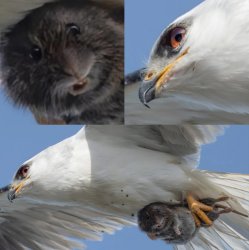 Not your friend Meme Template