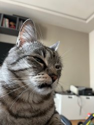 Cat Meme Template