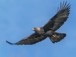 Aquila Reale Meme Template
