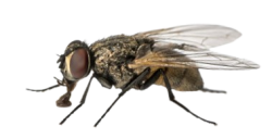 fly Meme Template