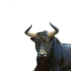 Yak Meme Template