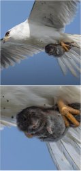 Bird of Prey with terrified rodent - 2 frames Meme Template