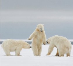 Polar Bears Meme Template