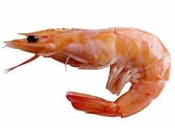 shrimp Meme Template