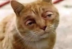 baked cat Meme Template
