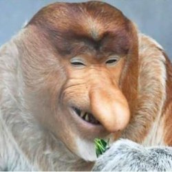 monkey Meme Template