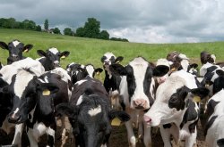 Cow Herd Meme Template