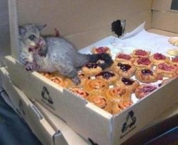 possum bakery Meme Template
