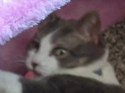 Disgusted Jupiter Meme Template