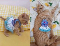 kitten and cat Meme Template