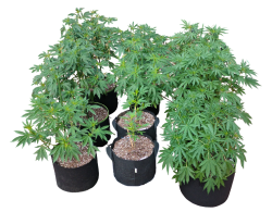 Weed garden Meme Template