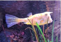 Donald fish Meme Template