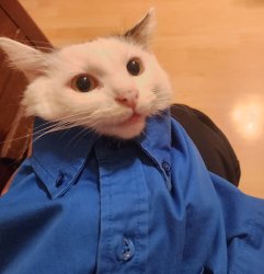 Business cat Meme Template