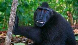 i farted monkey Meme Template