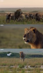 Lion saves brother from hyenas Meme Template