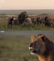 lion saves brother from hyenas Meme Template