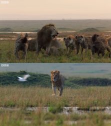 lion saves brother from hyenas Meme Template