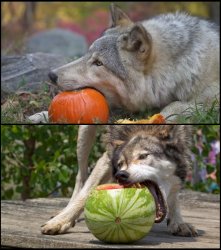 Wolves eating fruit Meme Template