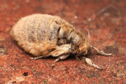 Mothman Meme Template