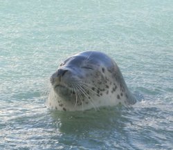Relaxed Seal Meme Template