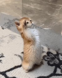 Salute cat Meme Template
