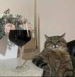 Cat elbow table drink Meme Template